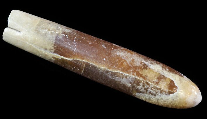 Agatized Belemnite Fossil - Sweden #66230